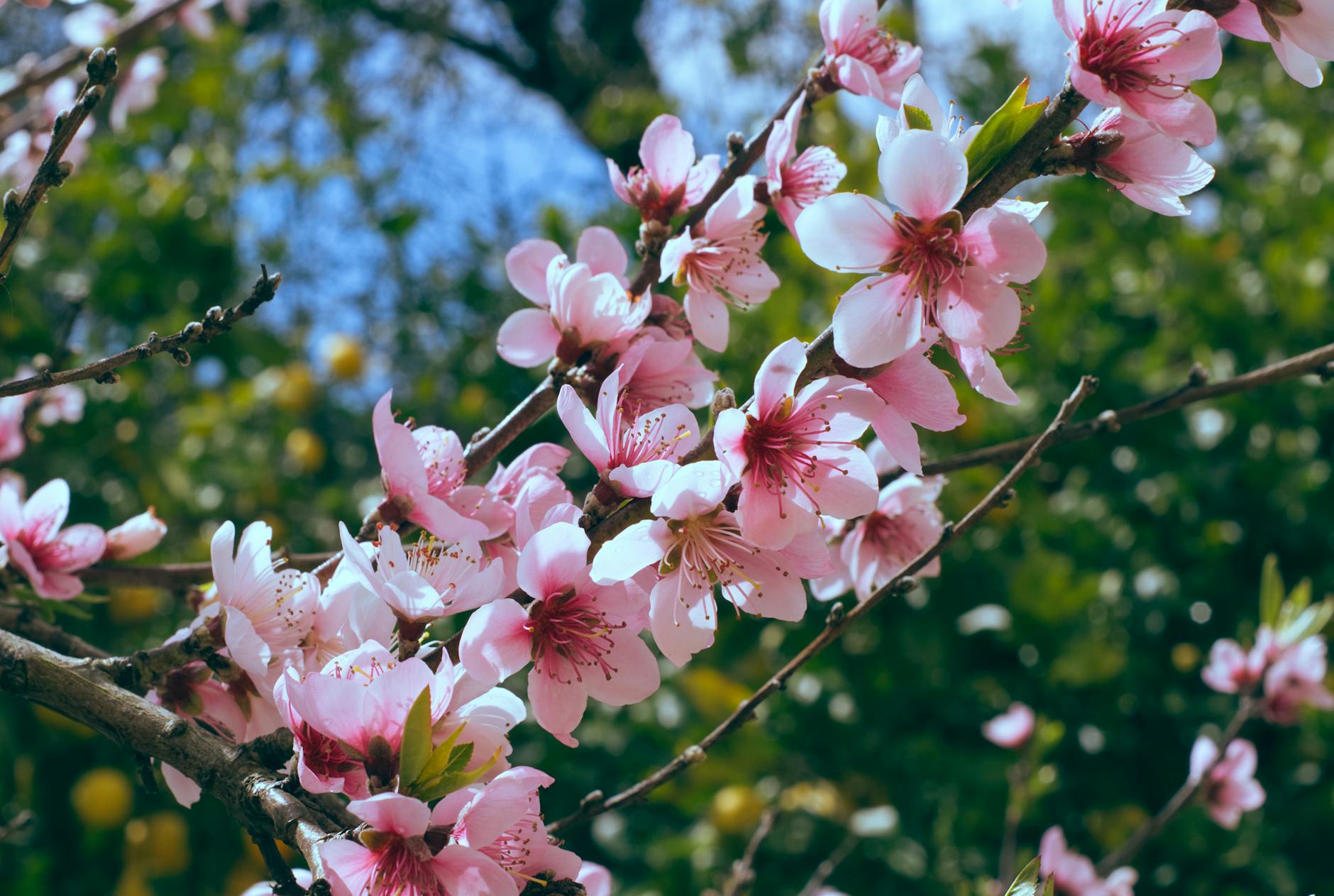 Cherry Blossoms en Nueva York